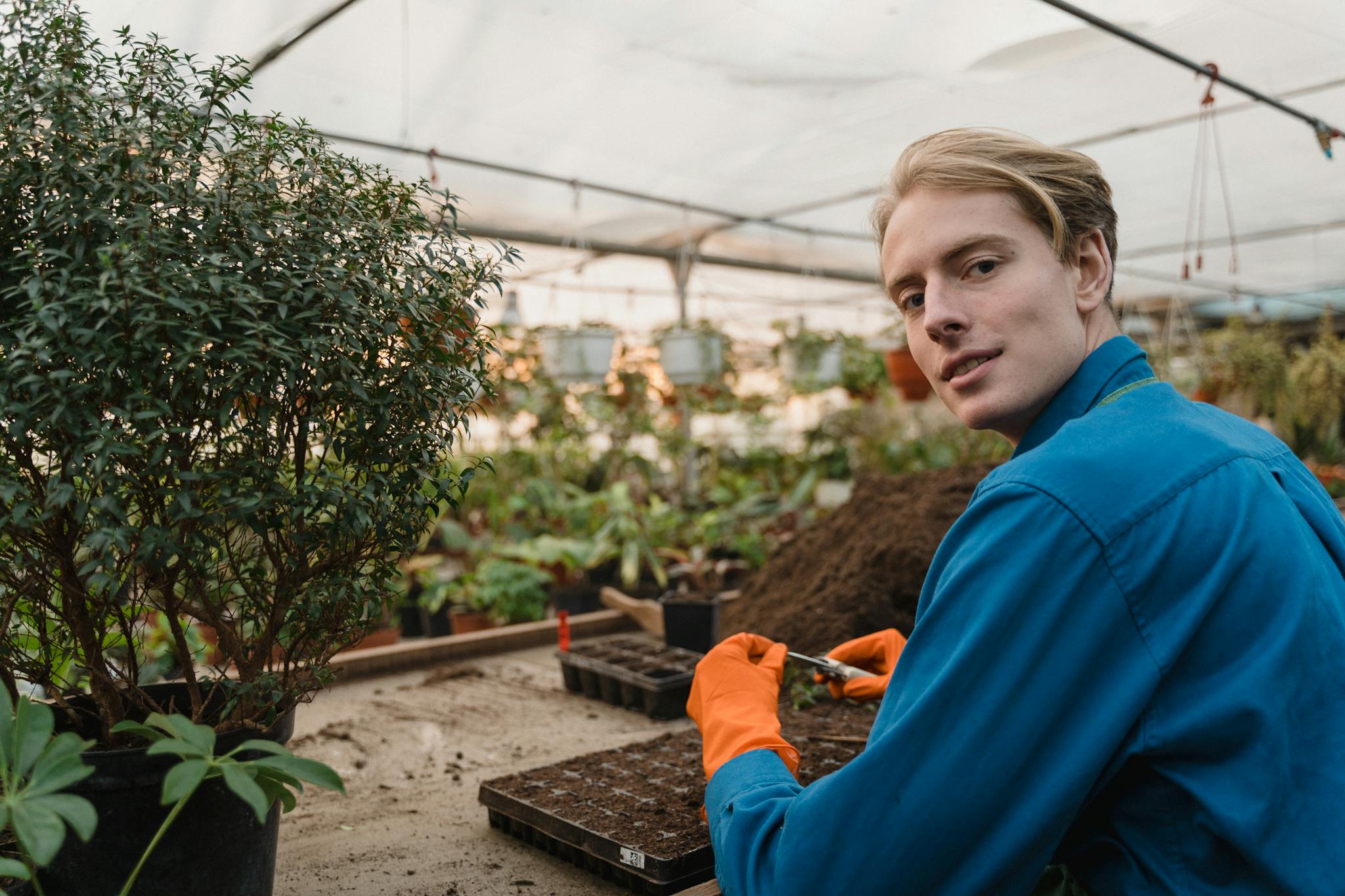 Caucasian male gardener cultivating seedlings in a greenhouse. Vibrant indoor gardening scene.