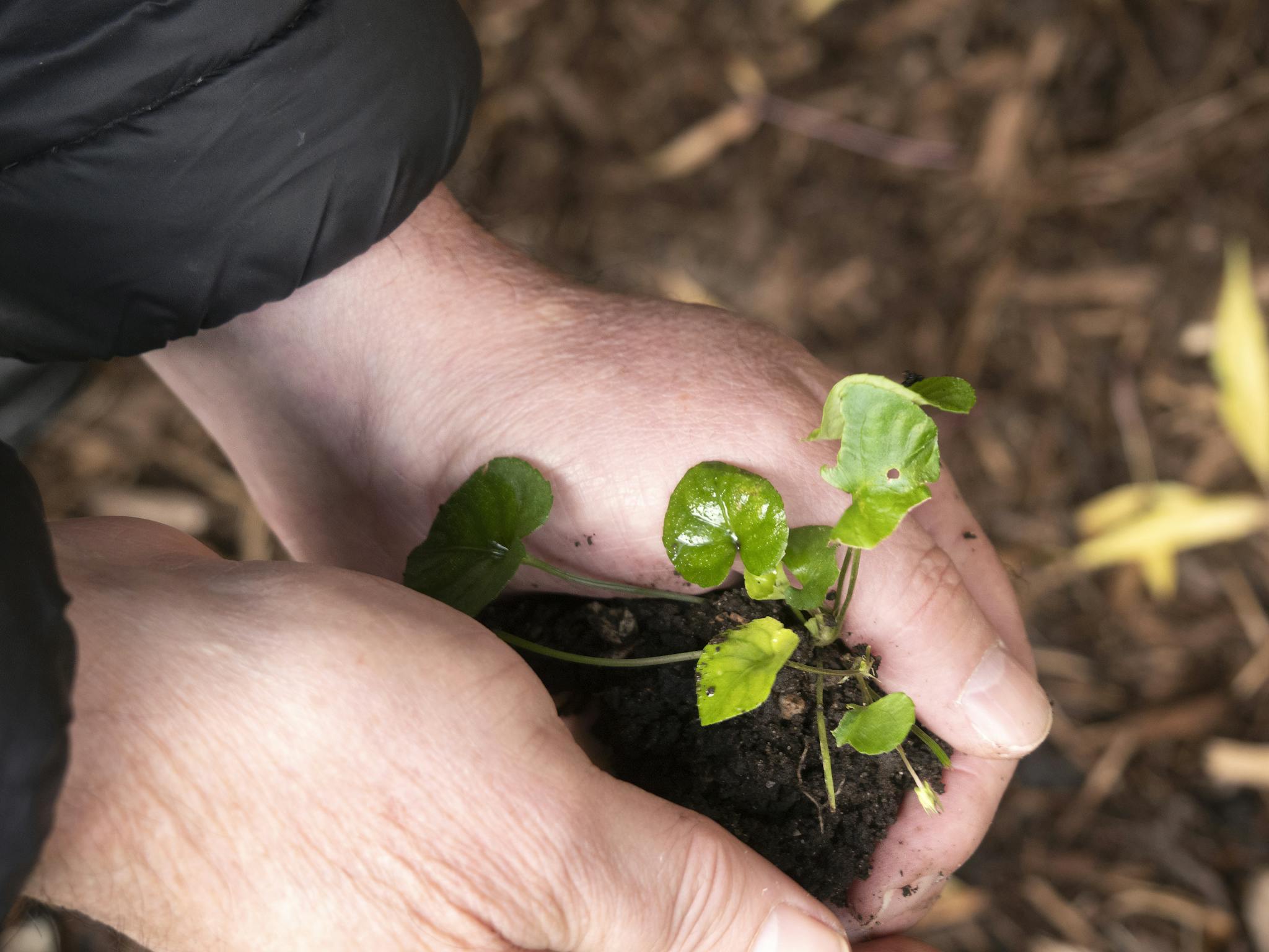 Closeup of hands nurturing a young green seedling in soil, symbolizing growth and new beginnings.