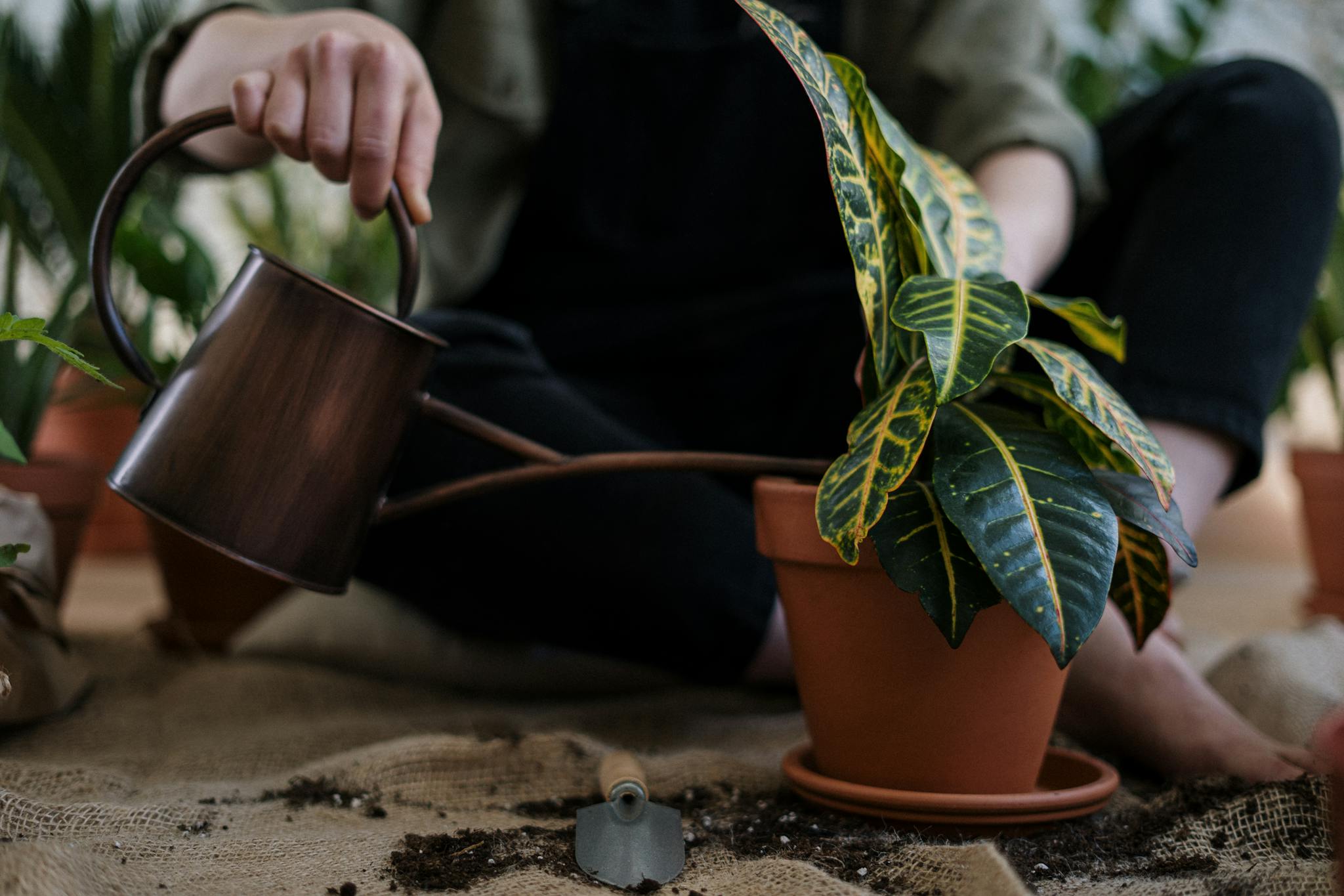 Person watering a potted croton plant indoors with a can, emphasizing home gardening.